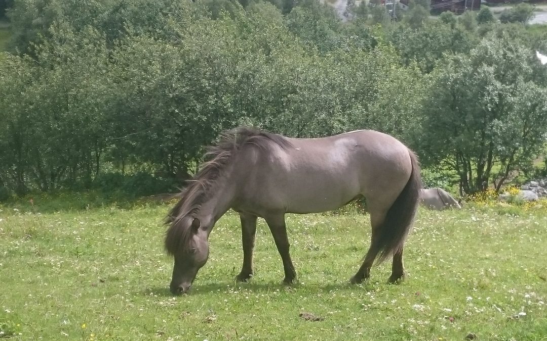 Allergi hos hest – fra Sportshest.no